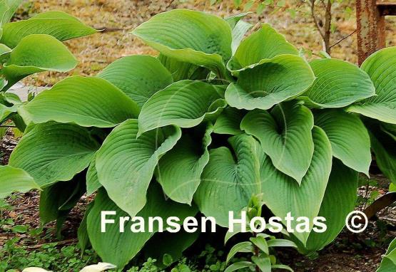 Hosta T Rex - Fransen Hostas
